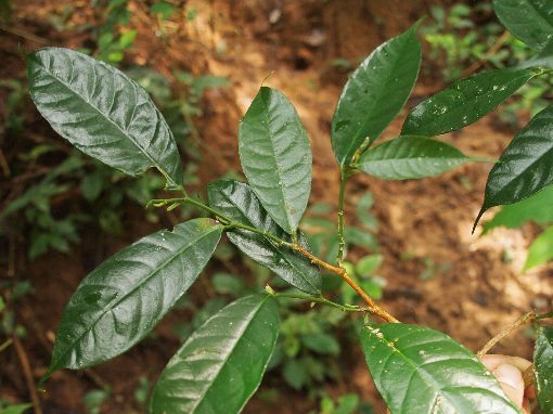 Streblus macrophyllus